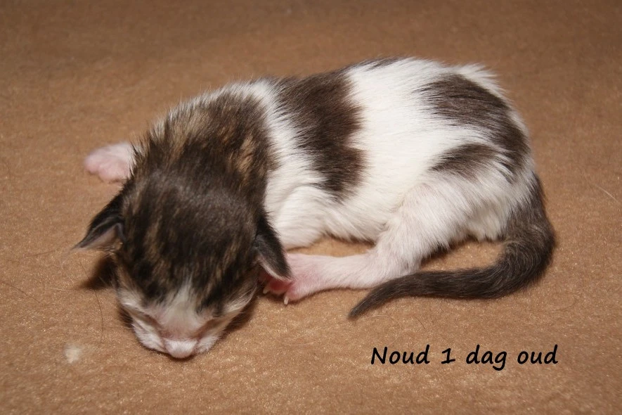 Noud